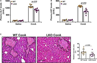 BRG1 Mediates Nephronectin Activation in Hepatocytes to Promote T Lymphocyte Infiltration in ConA-Induced Hepatitis